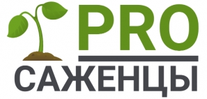 �������� ����������